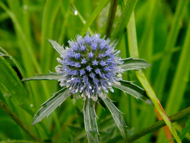 kotúč modrastý Eryngium planum L.