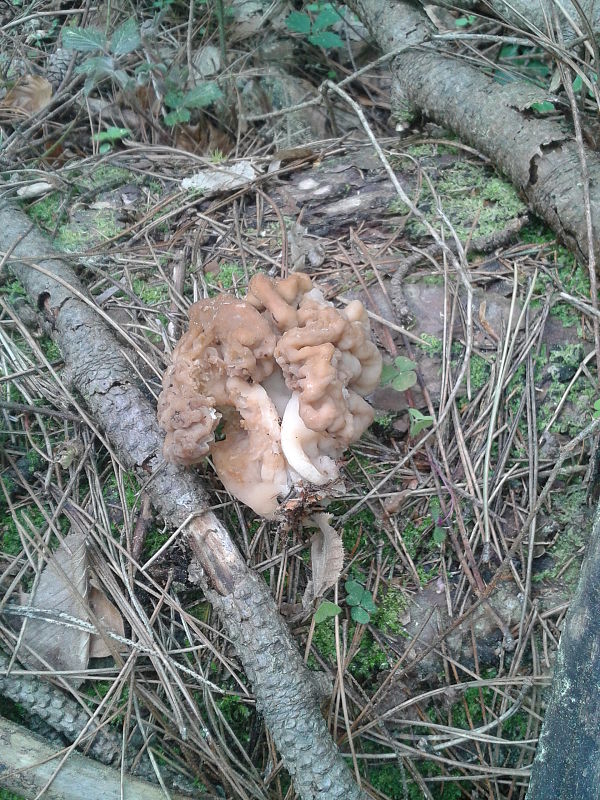 ušiak obrovský Gyromitra gigas (Krombh.) Cooke