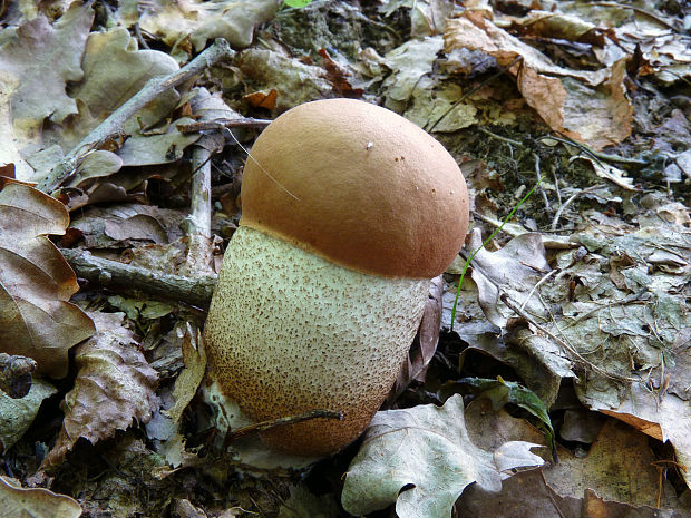 kozák dubový Leccinum aurantiacum (Bull.) Gray