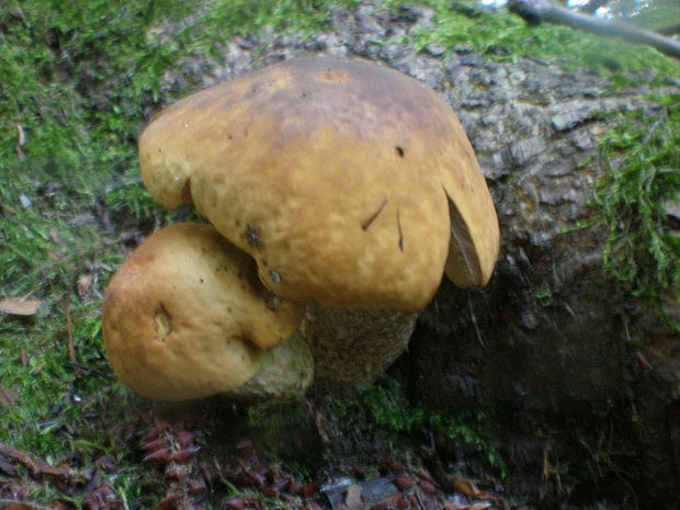 kozák hrabový Leccinum pseudoscabrum (Kallenb.) Šutara