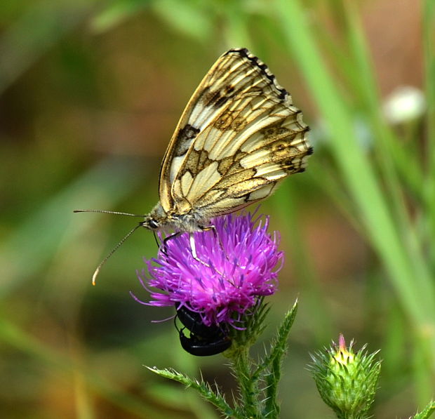 očkáň timotejkový Melanargia galathea