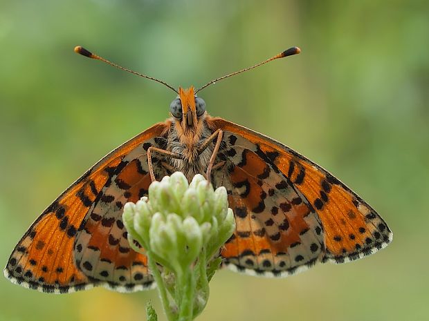 hnedáčik pyštekový Melitaea didyma   Esper, 1779