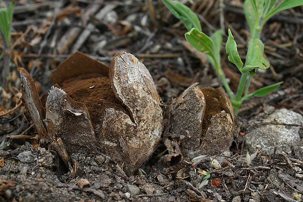 škárka kožovitá Mycenastrum corium (Guers.) Desv.