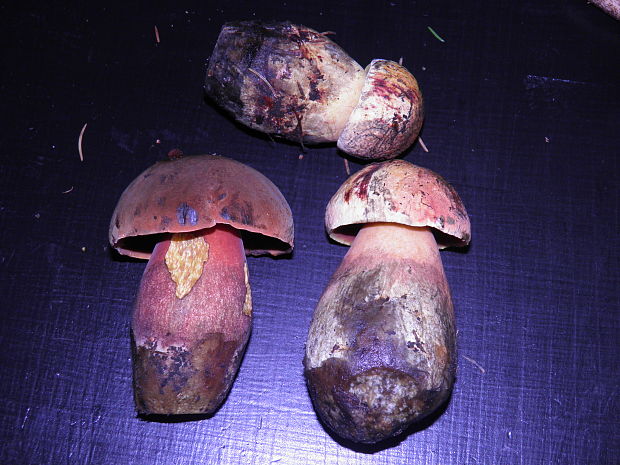 hríb zrnitohlúbikový odfarbený Neoboletus xanthopus (Quél.) Krieglst.