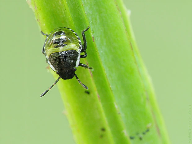 bzdocha zelená (nymfa) Palomena prasina Linnaeus, 1761