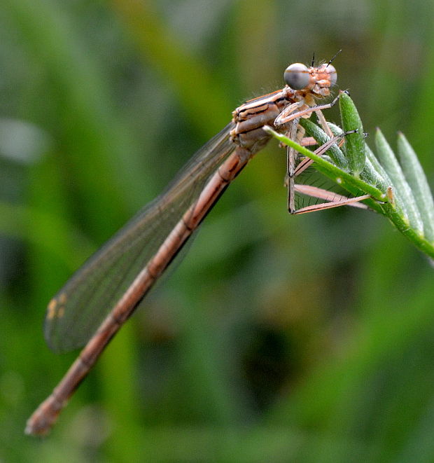 šidielko ploskonohé - samička Platycnemis pennipes  Pallas 1771