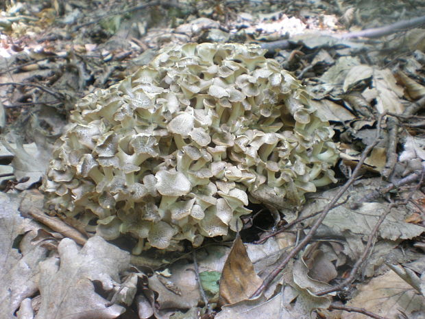 trúdnik klobúčkatý Polyporus umbellatus (Pers.) Fr.