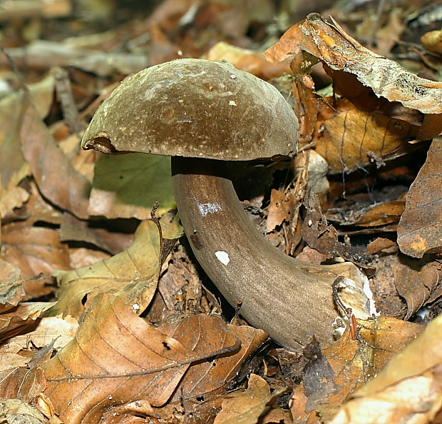 tmavohríb obyčajný Porphyrellus porphyrosporus (Fr. & Hök) E.-J. Gilbert