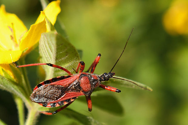 zákernica červená  Rhynocoris iracundus