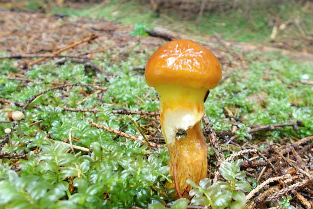 masliak smrekovcový Suillus grevillei (Klotzsch) Singer