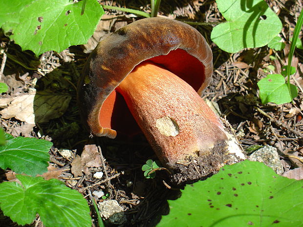 hríb zrnitohlúbikový Sutorius luridiformis (Rostk.) G. Wu & Zhu L. Yang