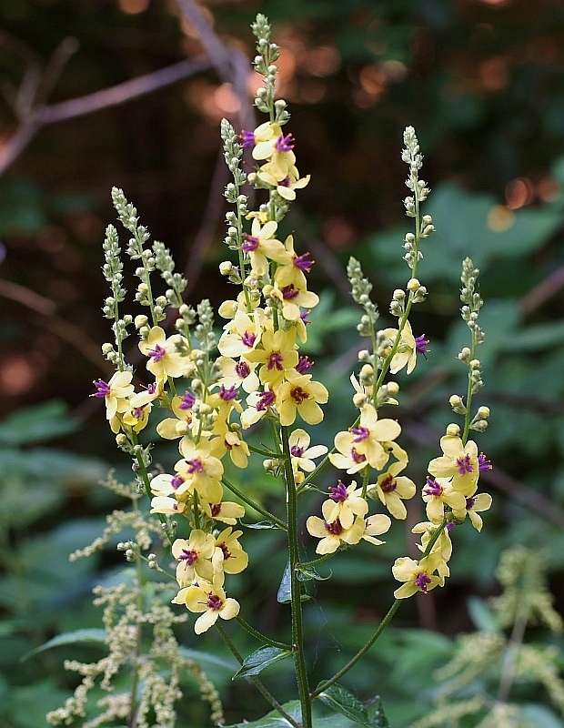 divozel chaixov rakúsky Verbascum chaixii subsp. austriacum (Schott ex Roem. et Schult.) Hayek