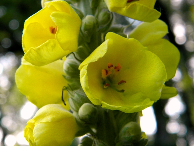 divozel veľkokvetý Verbascum densiflorum Bertol.