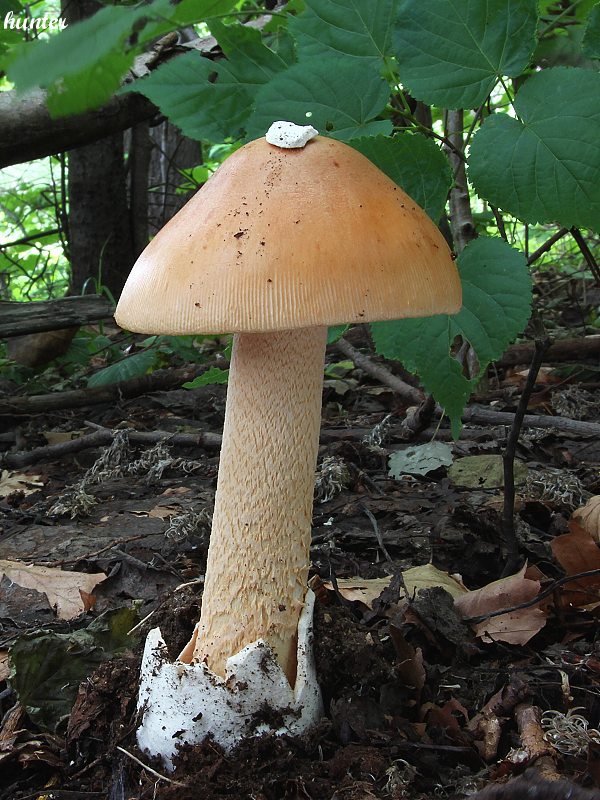 muchotrávka oranžová Amanita crocea (Quél.) Singer