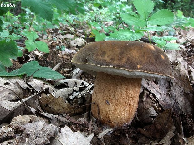 hríb bronzový Boletus aereus Bull. ex Fr.