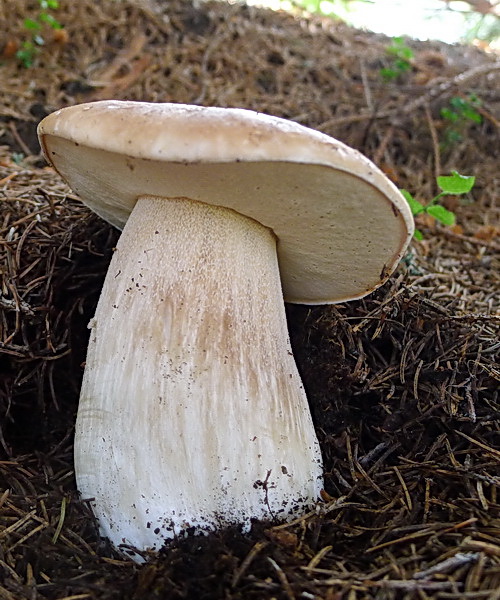 hríb smrekový Boletus edulis Bull.