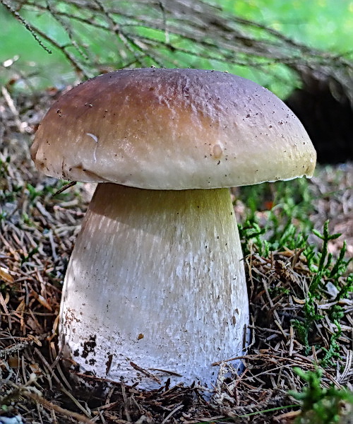 hríb smrekový Boletus edulis Bull.