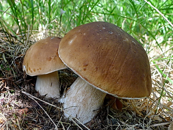 hríb smrekový Boletus edulis Bull.