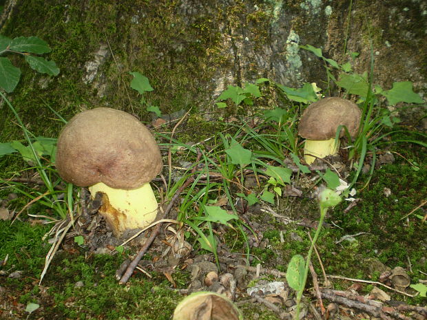 hríb príveskatý Butyriboletus appendiculatus (Schaeff. ex Fr.) Secr.