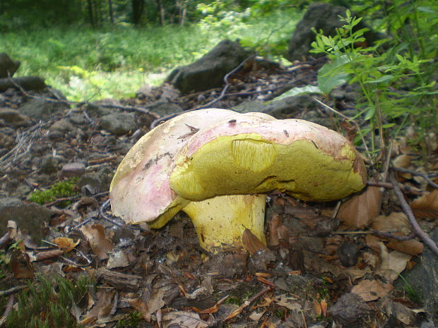 hríb kráľovský Butyriboletus regius (Krombh.) D. Arora & J.L. Frank