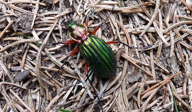 bystruška zlatá Carabus auronitens