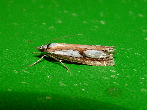 trávovec Catoptria conchella