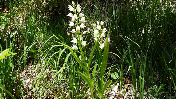 prilbovka dlholistá Cephalanthera longifolia (L.) Fritsch