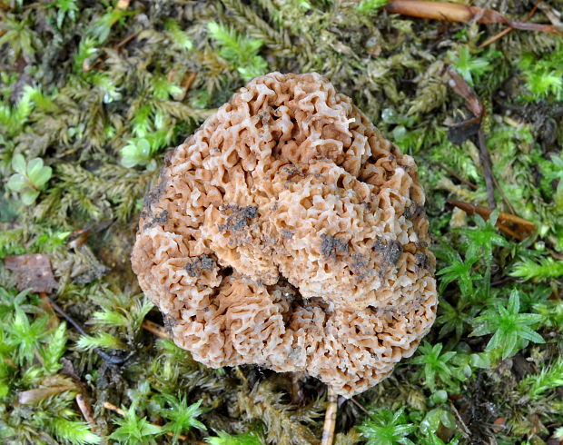 strapatec smrčkovitý Gautieria morchelliformis Vittad.