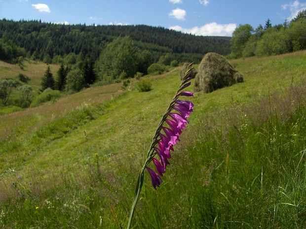 mečík škridlicovitý Gladiolus imbricatus L.