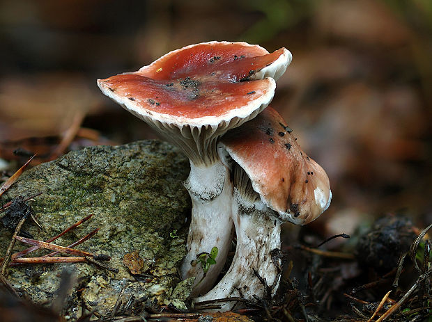 sliziak ružový Gomphidius roseus (Fr.) Oudem.