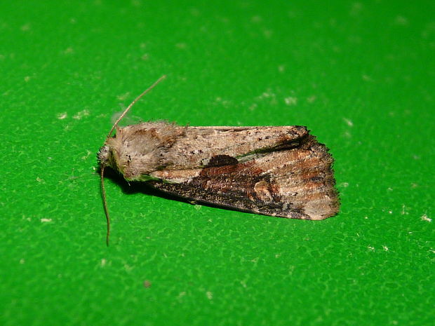 sivkavec kosatcový Lateroligia ophiogramma