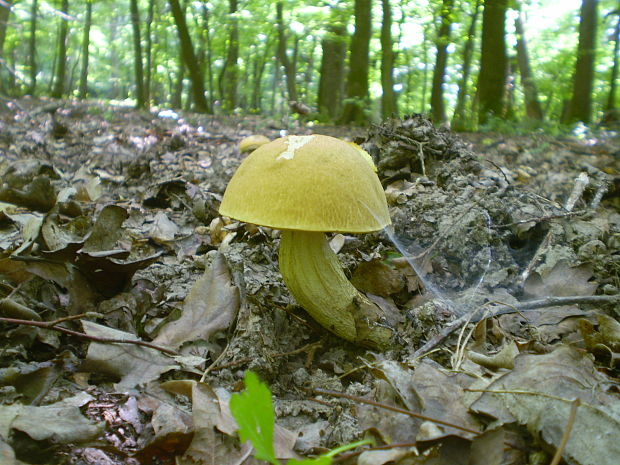 kozák žltopórový Leccinellum crocipodium (Letell.) Della Maggiora & Trassinelli