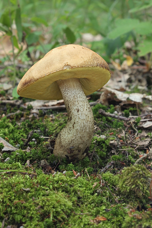 kozák žltopórový Leccinellum crocipodium (Letell.) Della Maggiora & Trassinelli