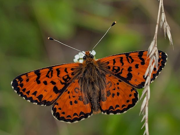 hnedáčik pyštekový Melitaea didyma  Esper, 1779