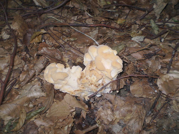 vejárovec obrovský Meripilus giganteus (Pers.) P. Karst.