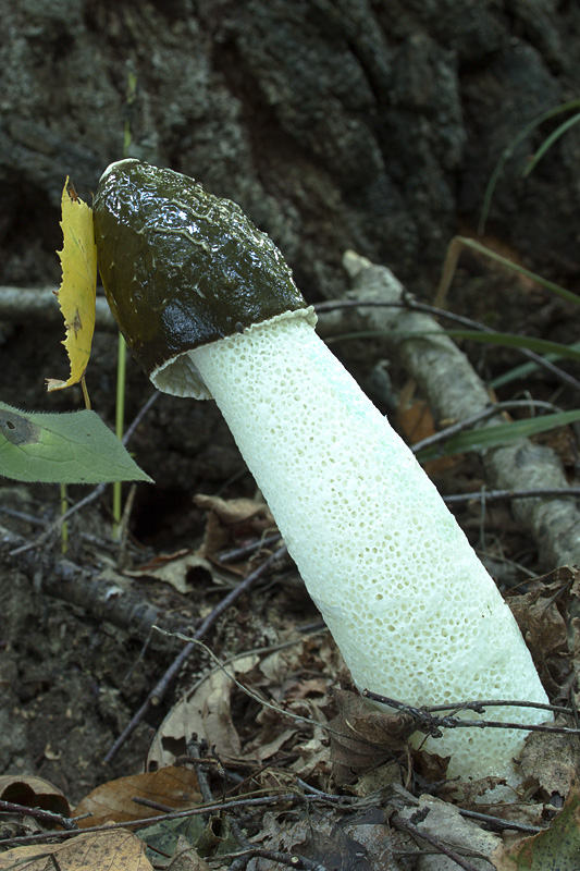 hadovka smradľavá Phallus impudicus L.