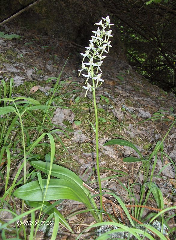 vemenník dvojlistý Platanthera bifolia (L.) Rich.