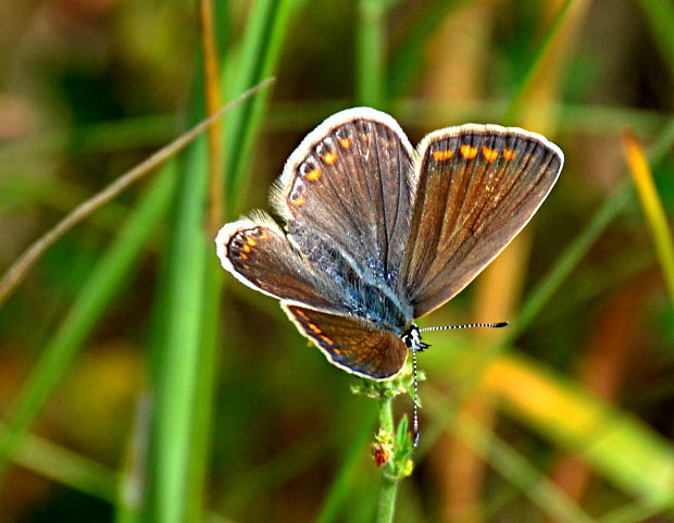 modráčik obyčajný Polyommatus icarus