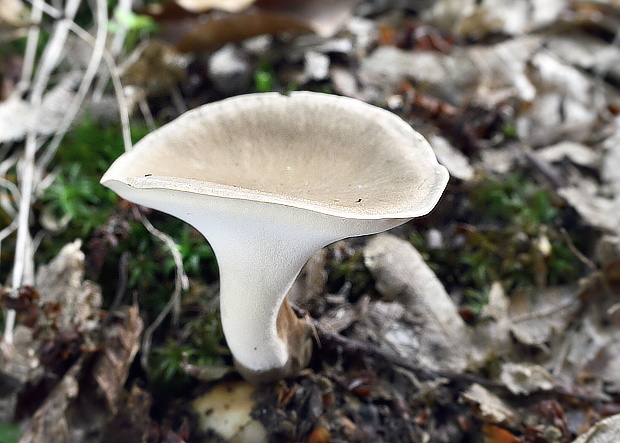 trúdnik Polyporus sp.