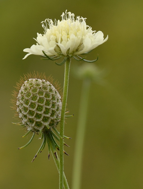 hlaváč žltkastý Scabiosa ochroleuca L.