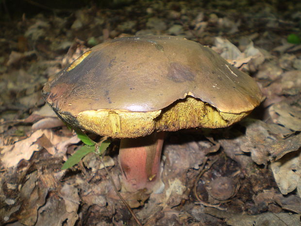 hríb zrnitohlúbikový Sutorius luridiformis (Rostk.) G. Wu & Zhu L. Yang