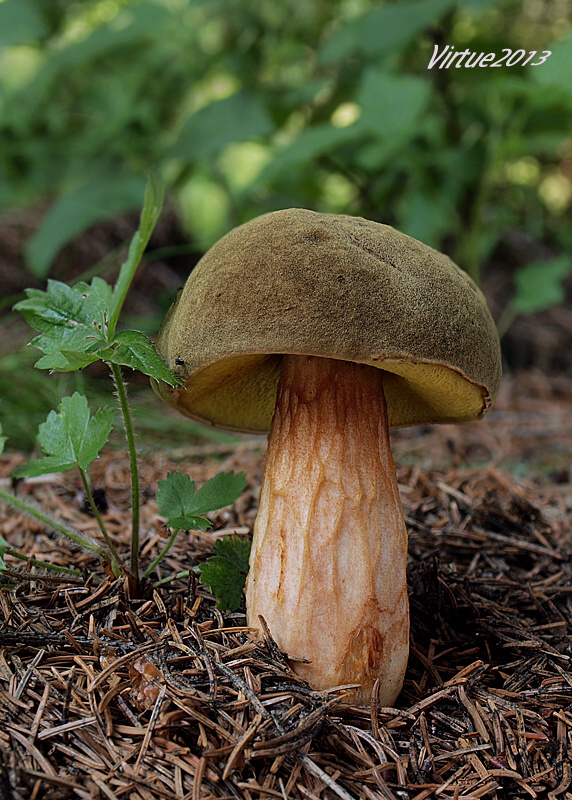 suchohríb červenohnedý Xerocomus ferrugineus (Kuntze) Singer