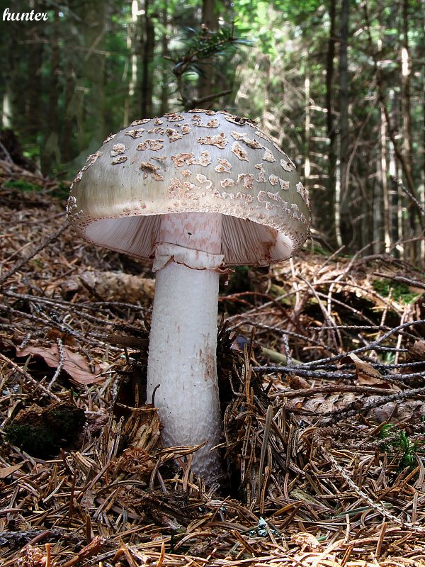 muchotrávka Amanita sp.