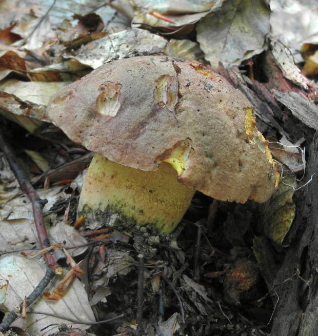 hríb príveskatý? Boletus appendiculatus? (Schaeff. ex Fr.) Secr.