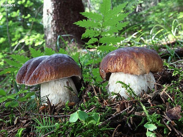 hríb smrekový Boletus edulis Bull.