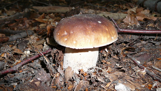 hríb smrekový Boletus edulis Bull.