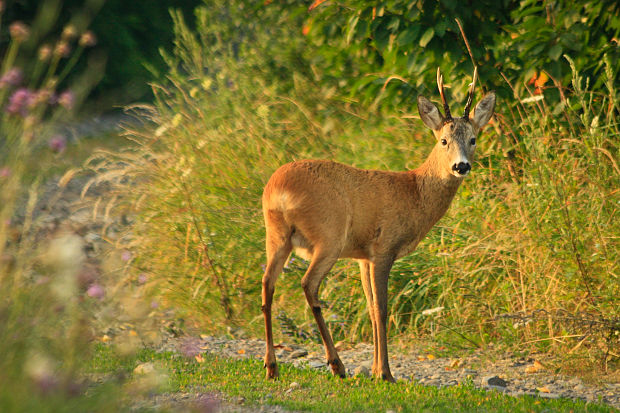 srnec lesný Capreolus capreolus