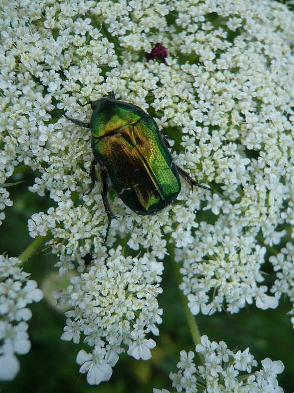 zlatoň obyčajný Cetonia aurata