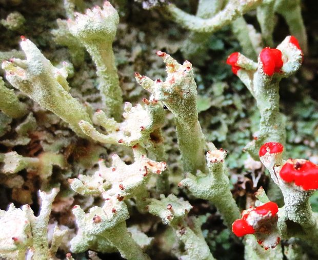 dutohlávka Cladonia sp.