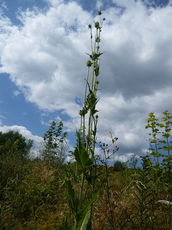 štetka Dipsacus sp.